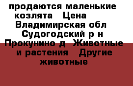  продаются маленькие  козлята › Цена ­ 500 - Владимирская обл., Судогодский р-н, Прокунино д. Животные и растения » Другие животные   